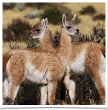 Guanaco - Social Guanaco - Social